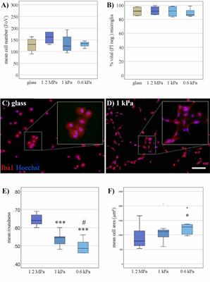 Substrate Elasticity Exerts Functional Effects on Primary Microglia